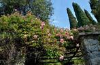 La Follette rose photo