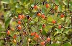 R. mulliganii rose photo
