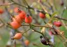 <i>Rosa agrestis</i> Savi rose photo