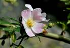 <i>Rosa micrantha</i> Borr. ex. Sm. rose photo