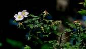 <i>Rosa micrantha</i> Borr. ex. Sm. rose photo