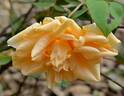 Lady Plymouth rose photo