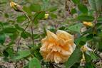 Lady Plymouth rose photo