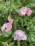 Lavender Siluetta ® rose photo