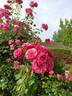 Rose Perpétuel rose photo