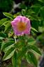 <i>Rosa caesia</i> Sm. rose photo