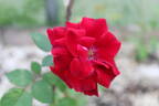 77-23-02 rose photo