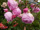 Kiss Me Kate rose photo