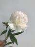 Madame de Verneville peony photo
