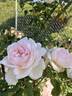 Sue Durkin rose photo