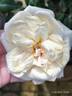 Climbing Devoniensis rose photo