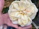 Climbing Devoniensis rose photo
