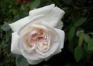 Climbing Devoniensis rose photo