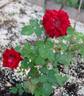 77-23-02 rose photo
