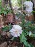 Little White Pet rose photo