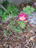Pink Emely ® rose photo