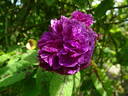 Hippolyte rose photo