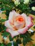 Summer of Love rose photo