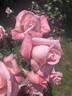 New Zealand rose photo