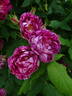 Commandant Beaurepaire rose photo