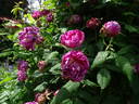 Commandant Beaurepaire rose photo