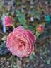 Walferdange rose photo