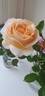 Marzipan rose photo