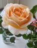 Marzipan rose photo