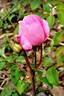 Mademoiselle la Comtesse de Caserta rose photo