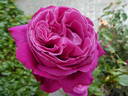 Senteur Royale ® rose photo