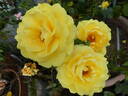 Golden Smiles rose photo