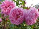 Kiss Me Kate rose photo
