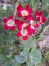 Rouge Meillandécor rose photo
