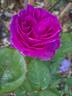 Château de Maintenon ® rose photo