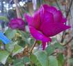 Château de Maintenon ® rose photo