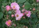 Flower Girl ™ rose photo