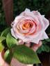 Ruth Clements ™ rose photo