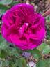 Château de Maintenon ® rose photo