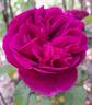 Château de Maintenon ® rose photo