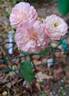 Walferdange rose photo