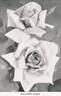 Killarney rose photo