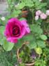 Della Reese ™ rose photo