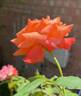 Sundowner rose photo