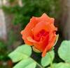 Sundowner rose photo