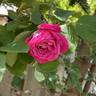Pink Peace, Cl. ® rose photo