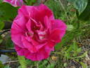 Guy Savoy rose photo