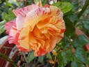 Alfred Sisley ™ rose photo