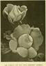 Margaret McGredy rose photo