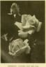 Shot Silk rose photo