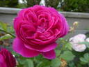 Empereur Charles IV rose photo